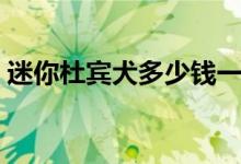 迷你杜宾犬多少钱一只（杜宾犬多少钱一只）