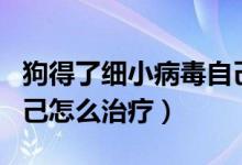 狗得了细小病毒自己能好吗（狗狗得了细小自己怎么治疗）