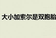 大小加索尔是双胞胎吗（大小加索尔的关系）