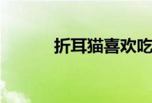 折耳猫喜欢吃什么食物（折耳）