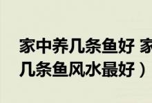 家中养几条鱼好 家中养鱼风水讲究（家里养几条鱼风水最好）