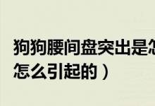 狗狗腰间盘突出是怎么引起的（腰间盘突出是怎么引起的）