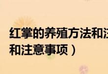 红掌的养殖方法和注意事项（蟹爪兰养殖方法和注意事项）