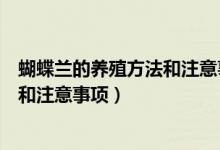 蝴蝶兰的养殖方法和注意事项视频讲解（蝴蝶兰的养殖方法和注意事项）