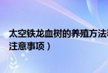 太空铁龙血树的养殖方法和注意事项（龙血树的养殖方法和注意事项）