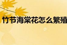 竹节海棠花怎么繁殖(竹节海棠的繁殖方法)