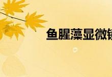 鱼腥藻显微镜图片（鱼腥藻）