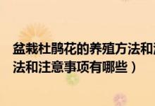 盆栽杜鹃花的养殖方法和注意事项有哪些(杜鹃花的养殖方法和注意事项有哪些)