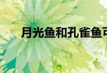 月光鱼和孔雀鱼可以混养吗（月光鱼）