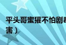 平头哥蜜獾不怕剧毒吗（平头哥蜜獾为什么厉害）