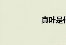 真叶是什么（真叶）