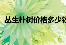 丛生朴树价格多少钱5杆15cm（丛生朴树）