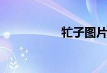 牤子图片（褙子图片）