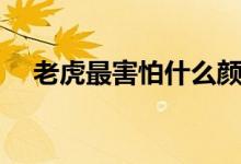 老虎最害怕什么颜色（老虎最害怕什么）