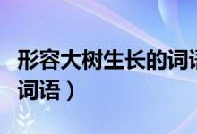形容大树生长的词语有哪些（形容大树生长的词语）