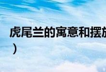 虎尾兰的寓意和摆放讲究(虎尾兰的风水作用)