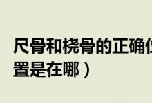 尺骨和桡骨的正确位置（尺骨和桡骨的正确位置是在哪）