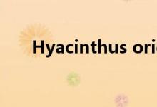 Hyacinthus orientalis（hyacinth）